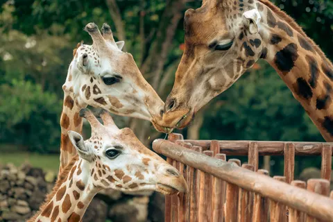 Giraf 4K-achtergrond · animals · 3840×2562