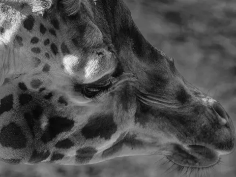 Giraffe 4K Wallpaper · animals · 3840×2880