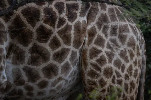 기린 4K 배경화면 · animals · 3840×2561