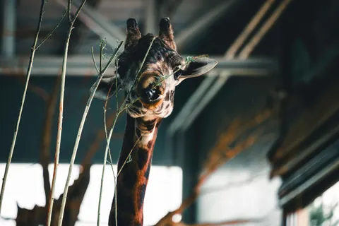 Giraffe 4K Wallpaper · animals · 3840×2561