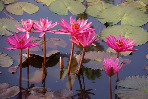 睡蓮 4K桌布 · flowers · 3840×2560