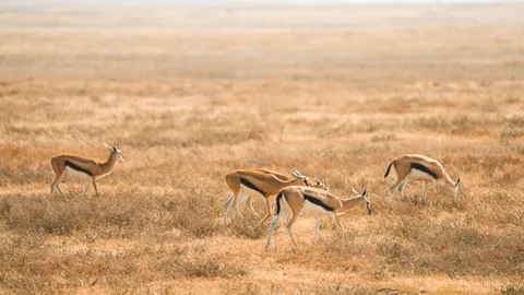 Fond d'écran Girafe 4K · animals · 3840×2159