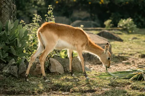 जिराफ़ 4K वॉलपेपर · animals · 3840×2562