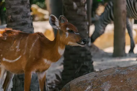 Zürafa 4K Duvar Kağıdı · animals · 3840×2560