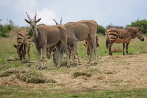 Giraffe 4K Wallpaper · animals · 3840×2561