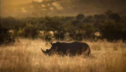 Wallpaper Jerapah 4K · animals · 3840×2202