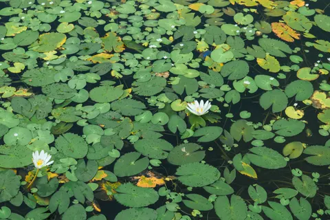 Hình nền Hoa Súng 4K · flowers · 3840×2560