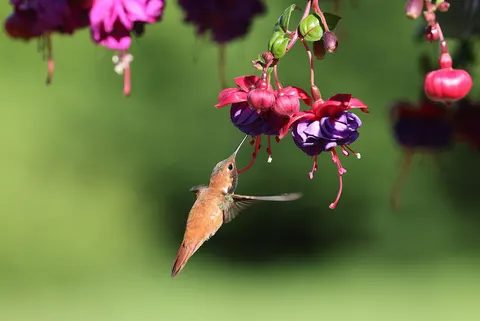 Hummingbird 4K Wallpaper · animals · 3840×2567