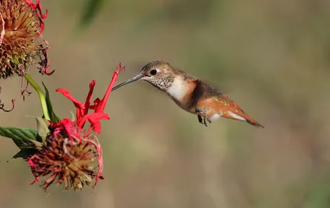 Hummingbird 4K Wallpaper · animals · 3840×2428