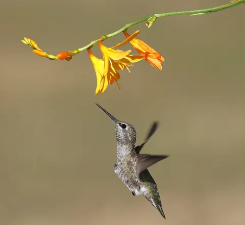 Hummingbird 4K Wallpaper · animals · 3840×3532