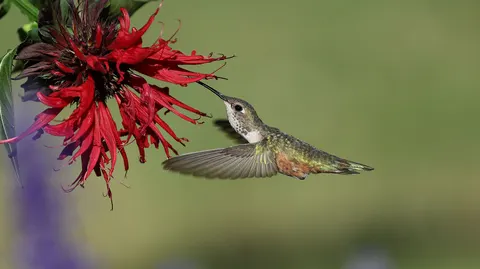 Hummingbird 4K Wallpaper · animals · 3840×2149
