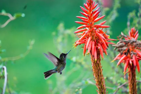 Hummingbird 4K Wallpaper · animals · 3840×2560