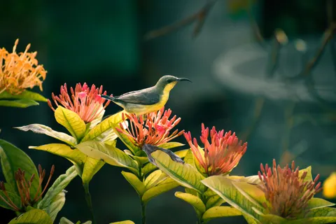 Hình nền Chim ruồi 4K · animals · 3840×2560
