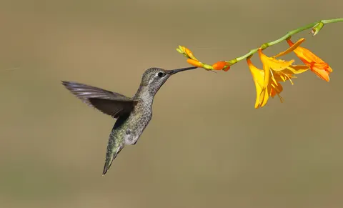 Kolibri 4K Hintergrundbild · animals · 3840×2327