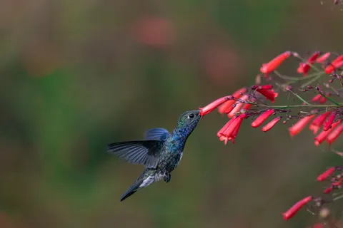 Hummingbird 4K Wallpaper · animals · 3840×2560