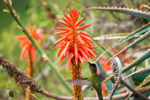 Hummingbird 4K Wallpaper · animals · 3840×2560