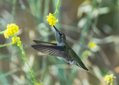 Hummingbird 4K Wallpaper · animals · 3840×2744