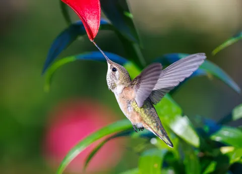 Hummingbird 4K Wallpaper · animals · 3840×2747