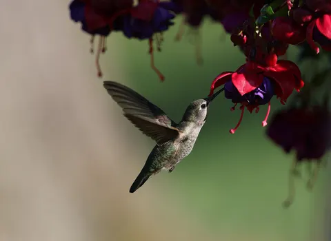 Hummingbird 4K Wallpaper · animals · 3840×2800