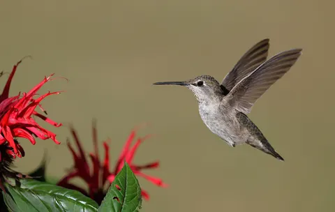 Hummingbird 4K Wallpaper · animals · 3840×2431