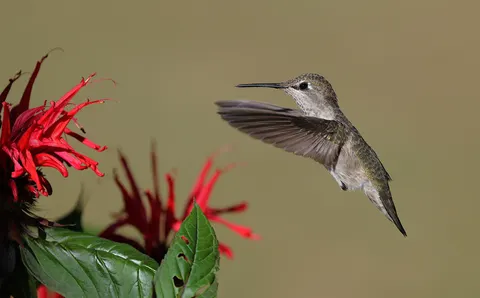 Hummingbird 4K Wallpaper · animals · 3840×2384