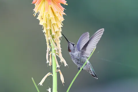 Hummingbird 4K Wallpaper · animals · 3840×2562