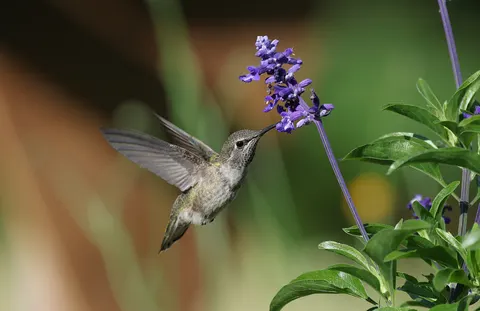 والپیپر مرغ مگس‌خوار با کیفیت 4K · animals · 3840×2484
