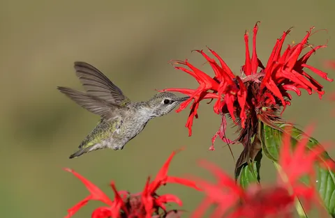 Hummingbird 4K Wallpaper · animals · 3840×2504