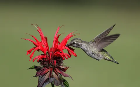 हमिंगबर्ड 4K वॉलपेपर · animals · 3840×2396