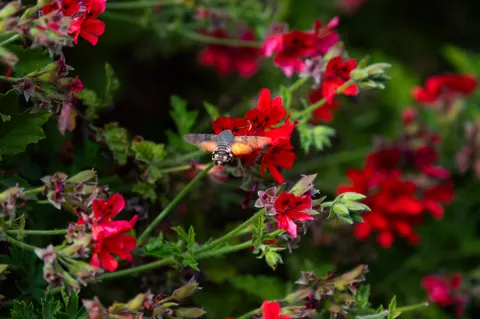 Hummingbird 4K Wallpaper · animals · 3840×2555