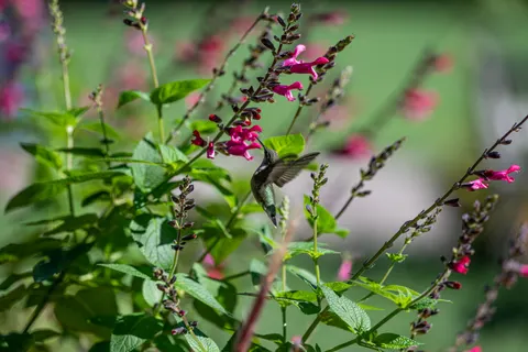 Hummingbird 4K Wallpaper · animals · 3840×2563