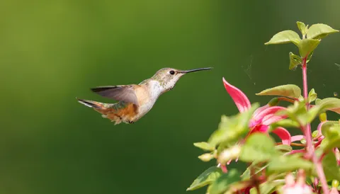 Hummingbird 4K Wallpaper · animals · 3840×2193