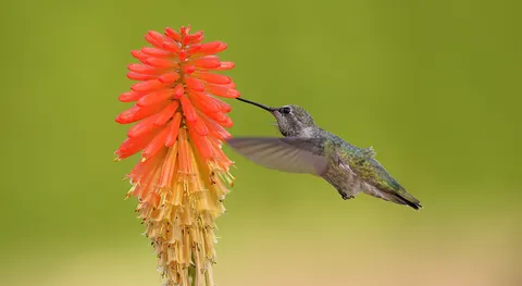 Kolibri 4K Hintergrundbild · animals · 3840×2102