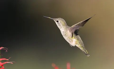 Hummingbird 4K Wallpaper · animals · 3840×2337
