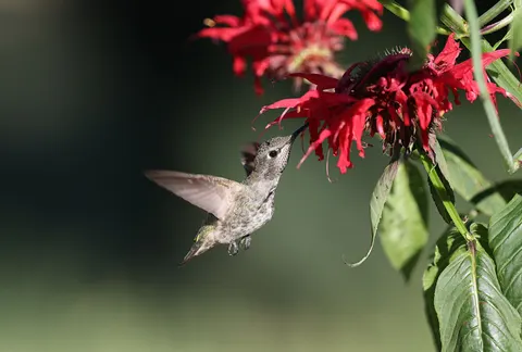 Hummingbird 4K Wallpaper · animals · 3840×2591