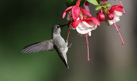 Sinek Kuşu 4K Duvar Kağıdı · animals · 3840×2261