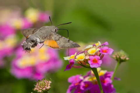 Sfondo Colibrì 4K · animals · 3840×2564