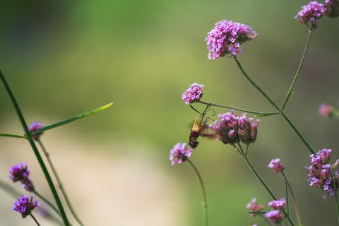 Kolibri 4K Hintergrundbild · animals · 3840×2563