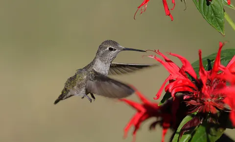 हमिंगबर्ड 4K वॉलपेपर · animals · 3840×2319