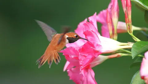 Hummingbird 4K Wallpaper · animals · 3840×2204