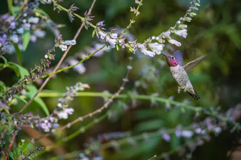 Hummingbird 4K Wallpaper · animals · 3840×2560
