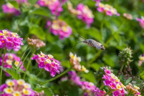 Hummingbird 4K Wallpaper · animals · 3840×2563