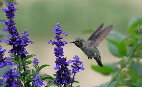 والپیپر مرغ مگس‌خوار با کیفیت 4K · animals · 3840×2364