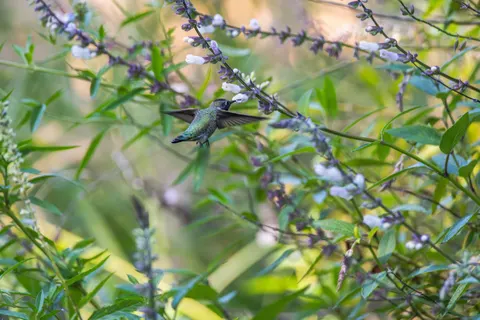 Hummingbird 4K Wallpaper · animals · 3840×2560