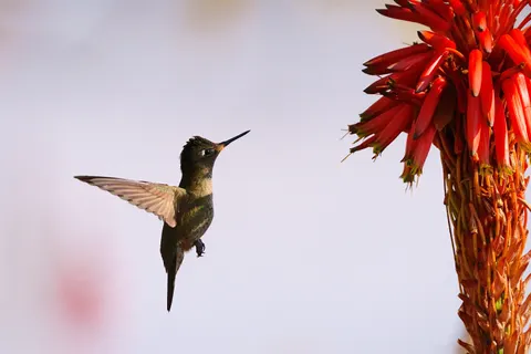 Hummingbird 4K Wallpaper · animals · 3840×2560