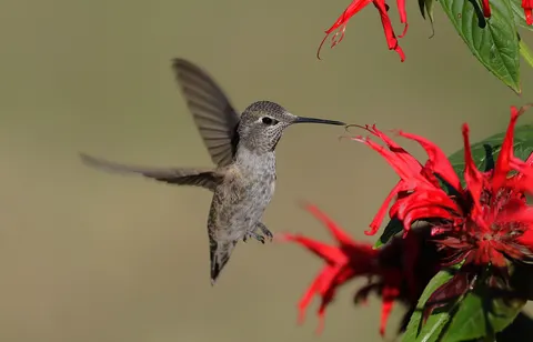 Hummingbird 4K Wallpaper · animals · 3840×2464