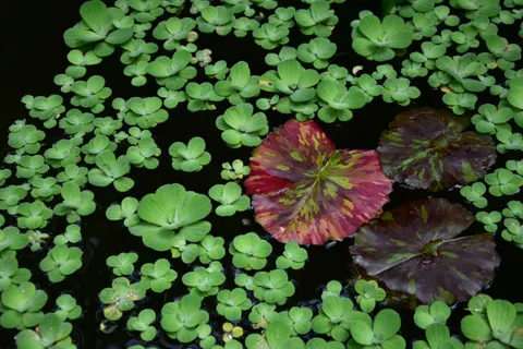 Hình nền Hoa Súng 4K · flowers · 3840×2560