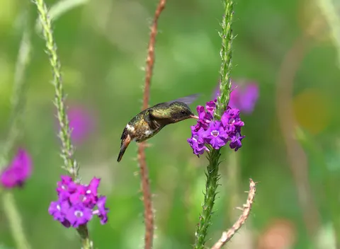 Hummingbird 4K Wallpaper · animals · 3840×2816