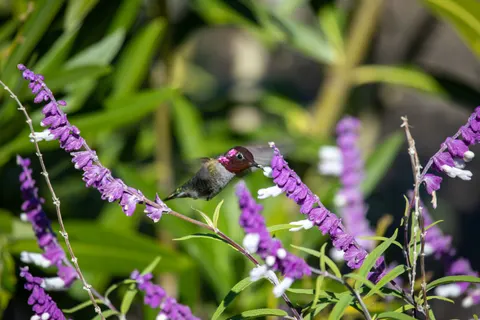 Hummingbird 4K Wallpaper · animals · 3840×2560