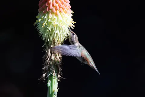 Hummingbird 4K Wallpaper · animals · 3840×2561